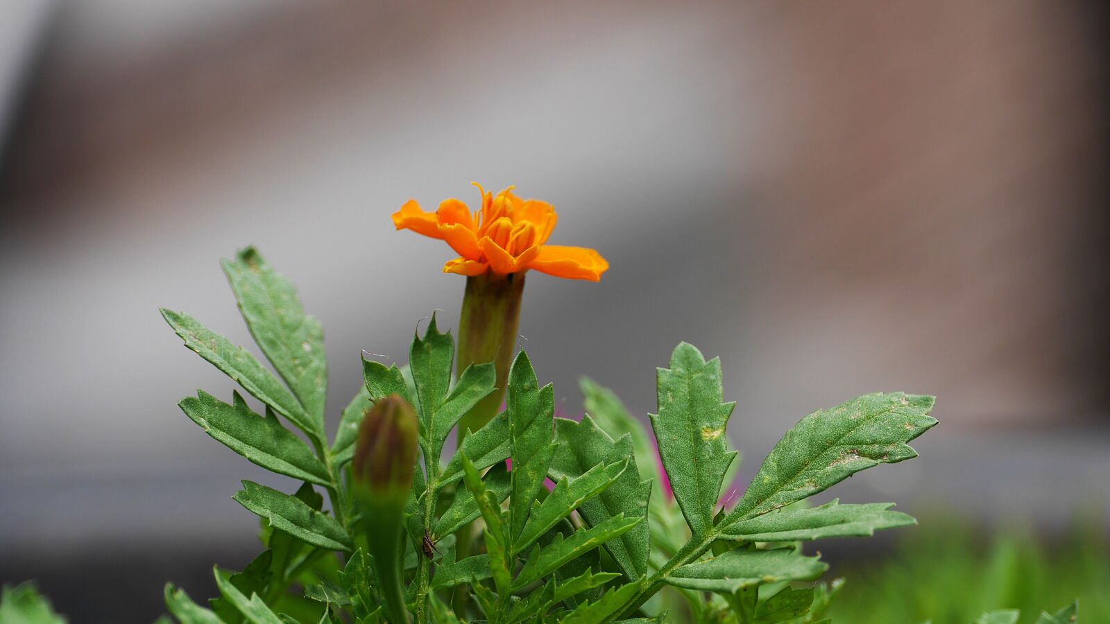 Panasonic Lumix DMC-GH3 sample photo. Flowers, bush, leaves photography