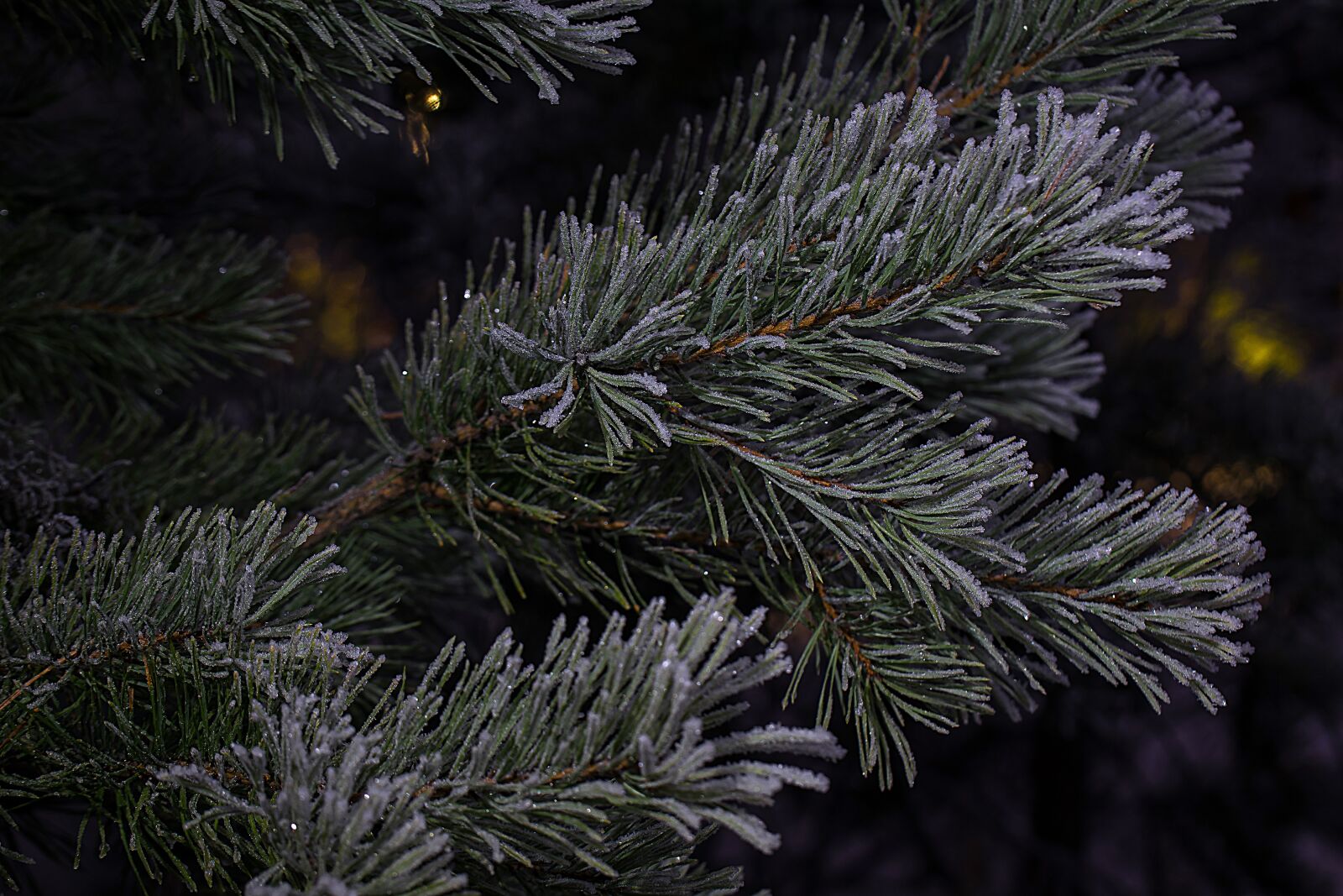 Nikon D3300 sample photo. Winter, six, needles photography