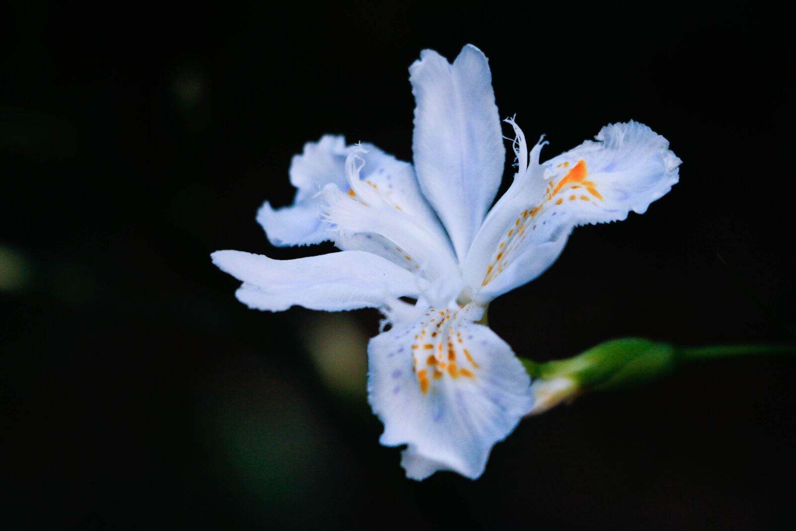 Canon EOS 70D sample photo. Flower, night, dark photography