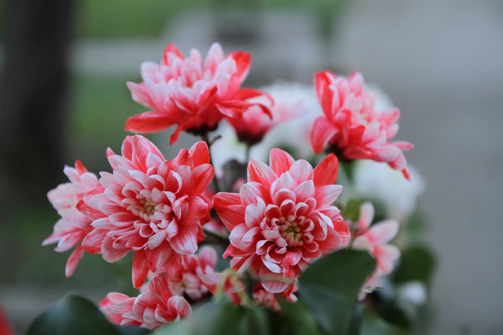Canon EOS 7D sample photo. Beautiful flowers, bouquet, elegance photography