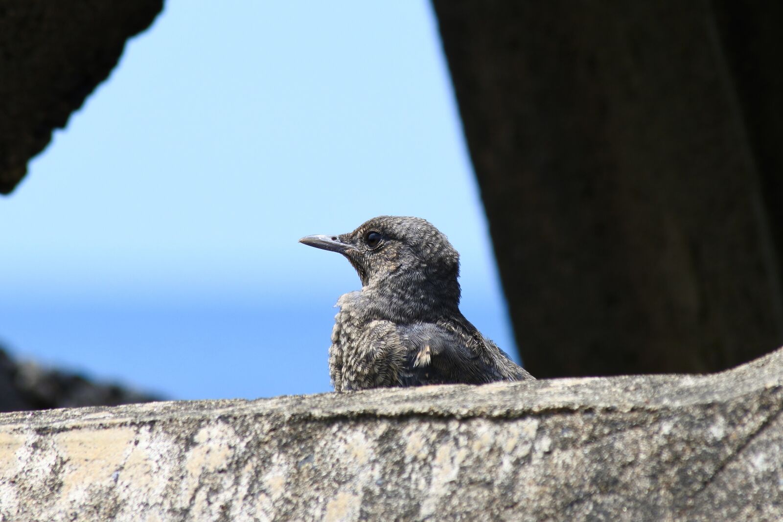 Nikon 1 J5 + VR 55-200mm f/4-5.6G sample photo. Animal, sea, beach photography