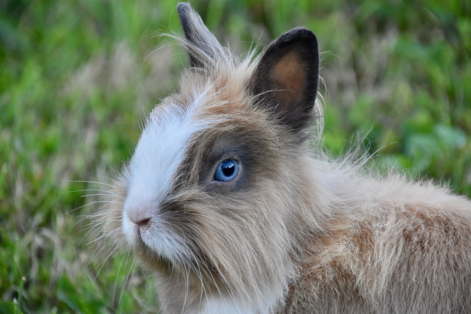 Nikon D5600 sample photo. Rabbit, rabbit portrait, rabbit photography