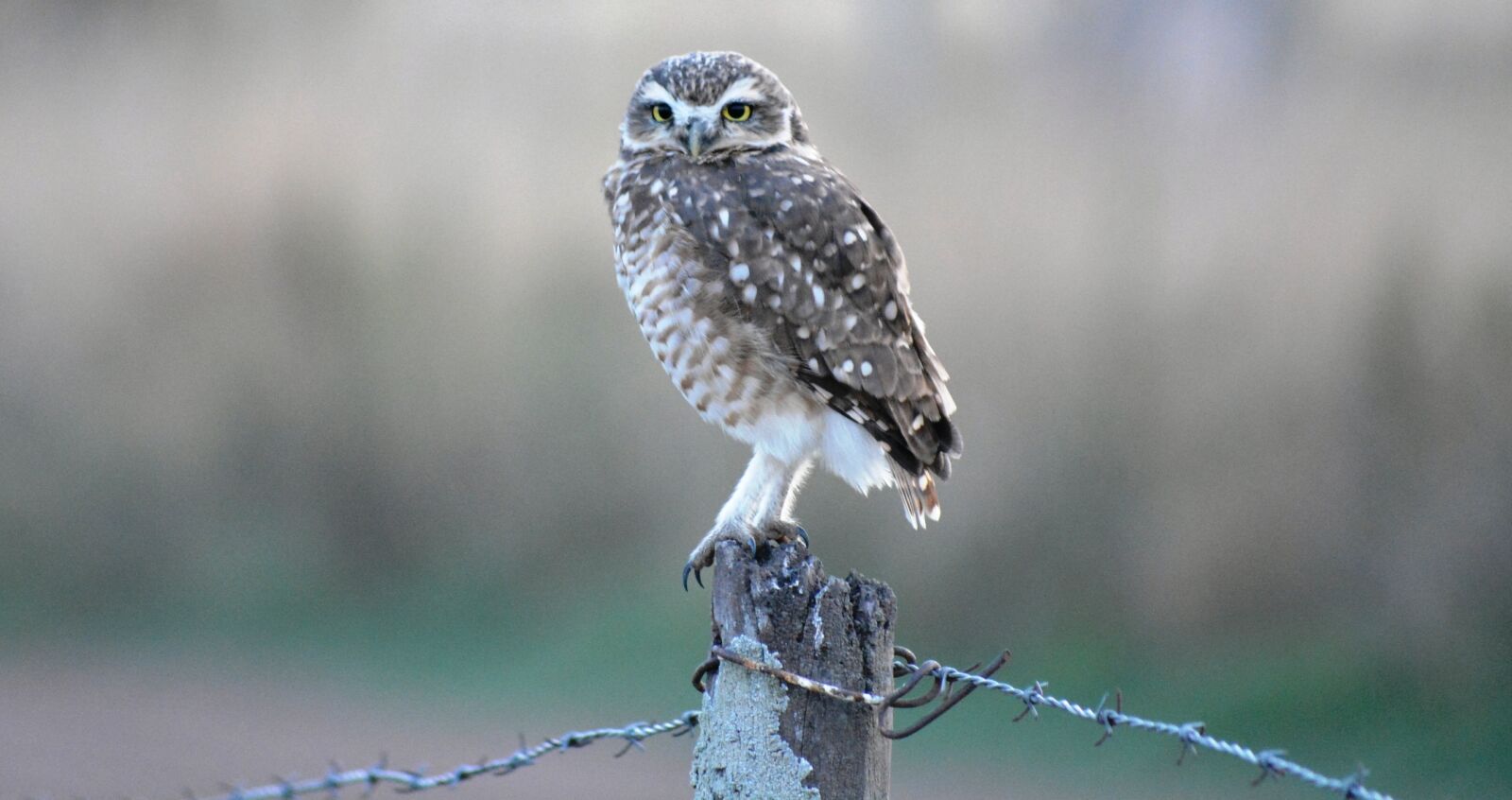 Nikon D5200 sample photo. Nature, wild life, birds photography