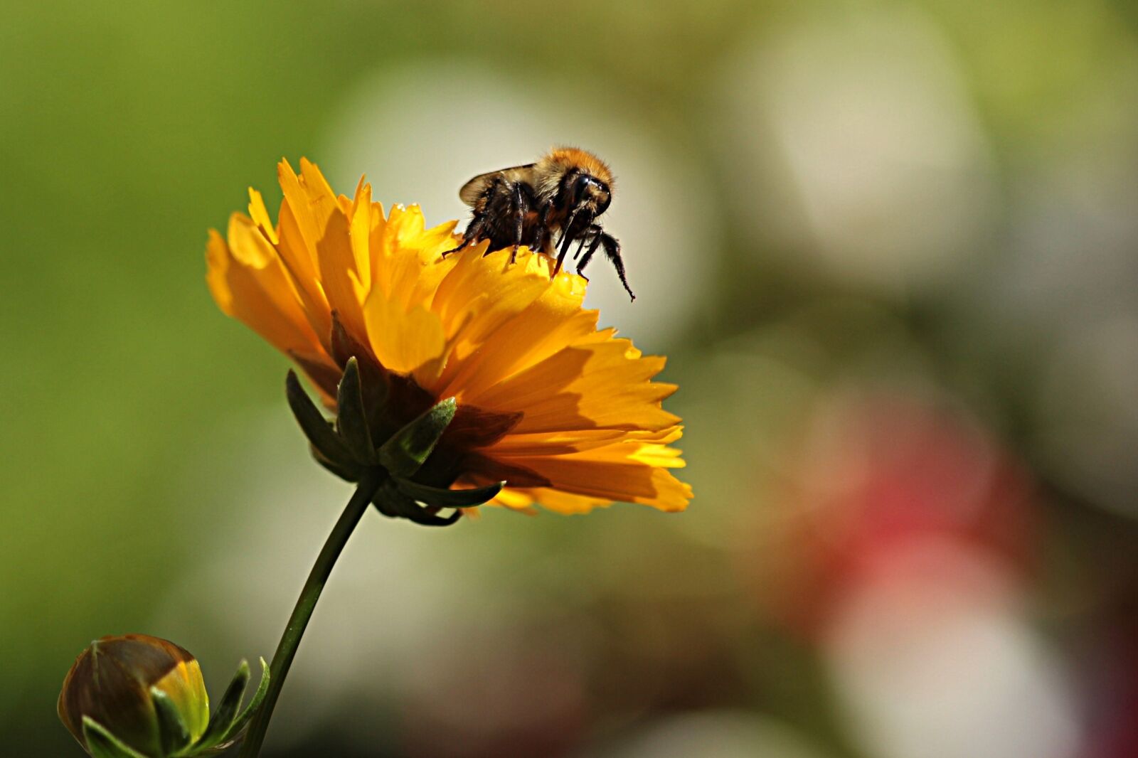 Canon EOS 550D (EOS Rebel T2i / EOS Kiss X4) sample photo. Flower, yellow, bee photography
