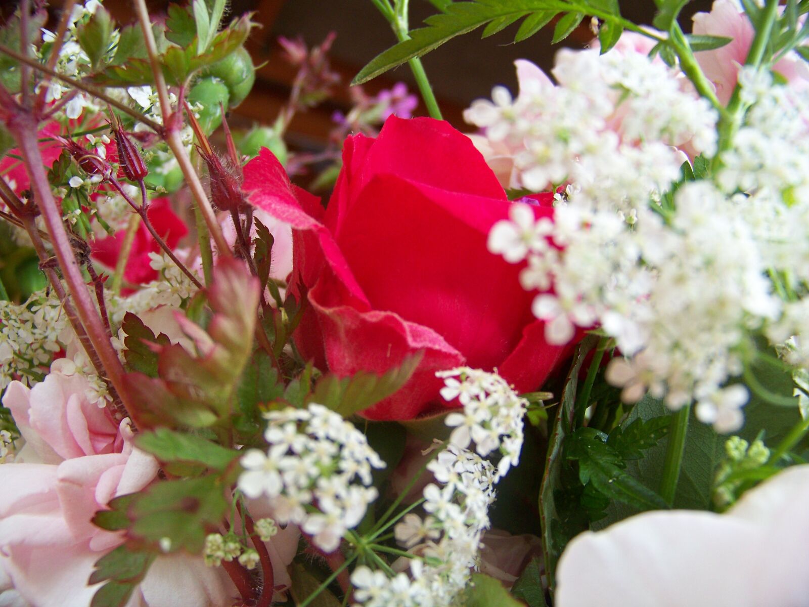 Kodak EASYSHARE Z1012 IS DIGITAL CAMERA sample photo. Roses, red, flowers photography