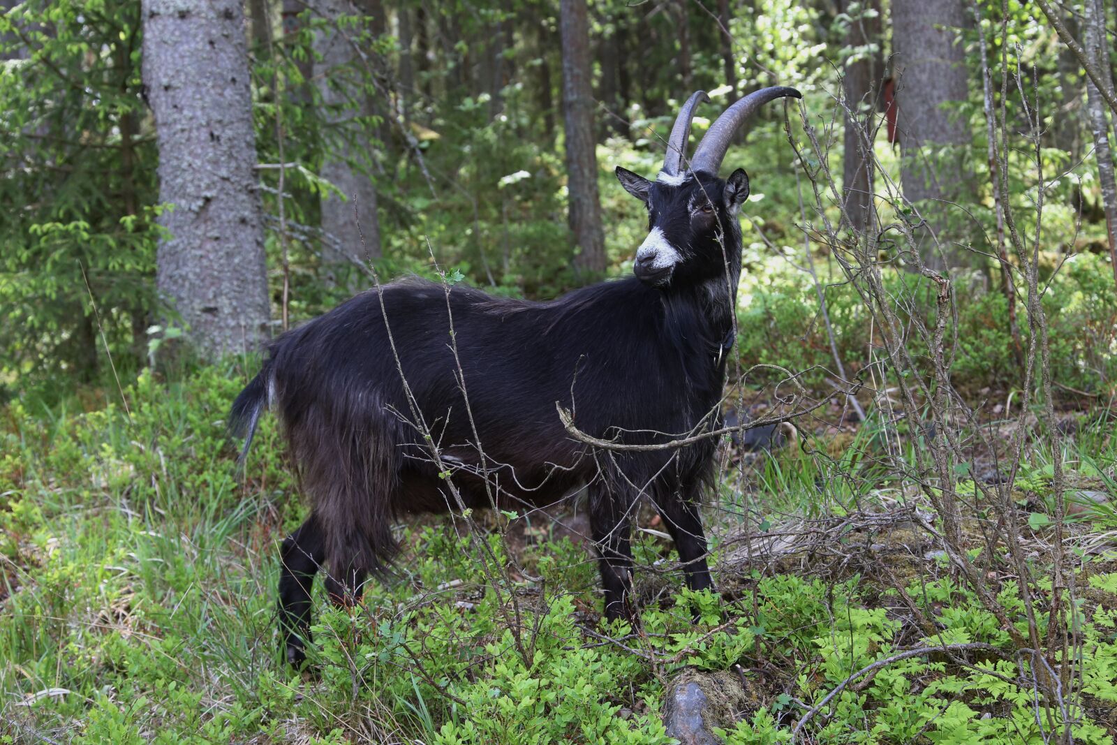 Canon EOS 6D + Canon EF 28-300mm F3.5-5.6L IS USM sample photo. Goat, claus, the horns photography