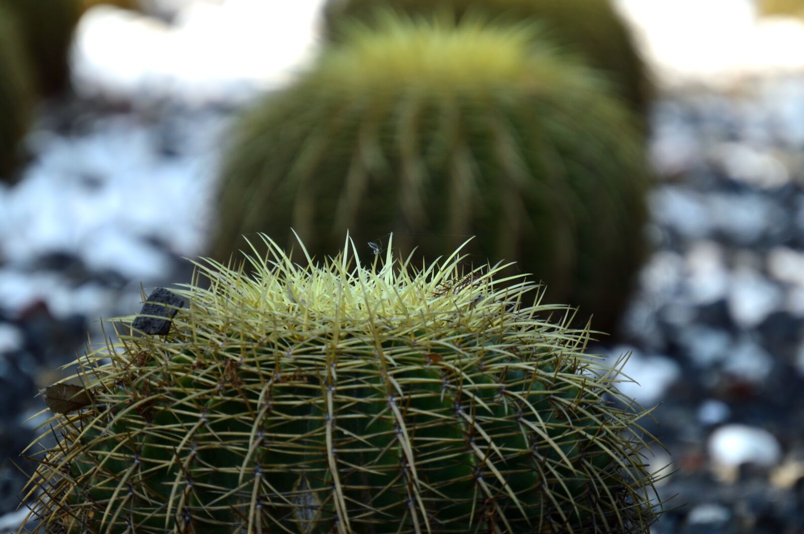 Nikon D3200 sample photo. Park, plant, green photography