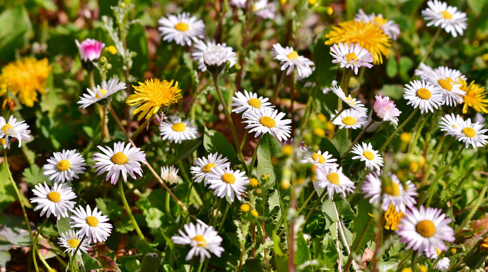 Nikon D500 sample photo. Daisies, dandelion, spring photography
