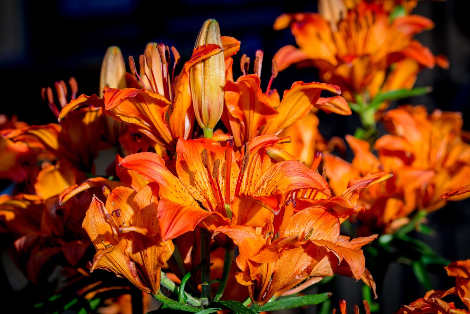 Nikon D7100 sample photo. Fire-lily, lilium bulbiferum, inflorescence photography