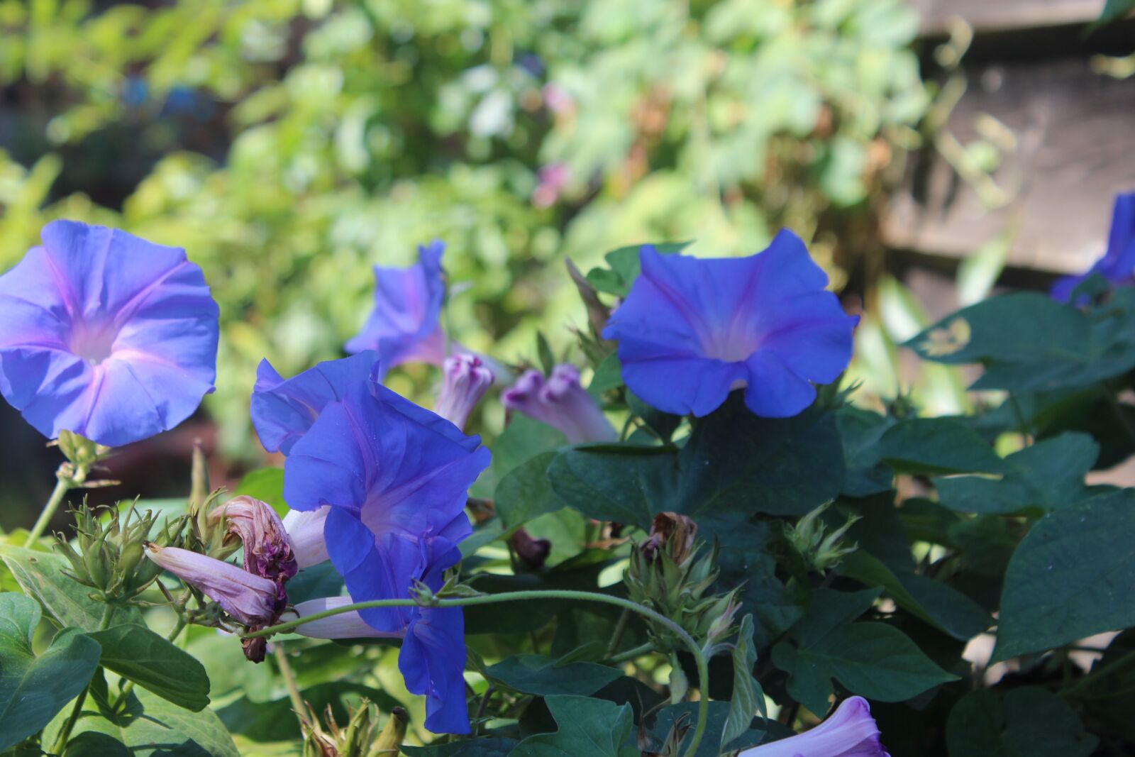 Canon EOS 1200D (EOS Rebel T5 / EOS Kiss X70 / EOS Hi) sample photo. Flowers, morning glory, purple photography