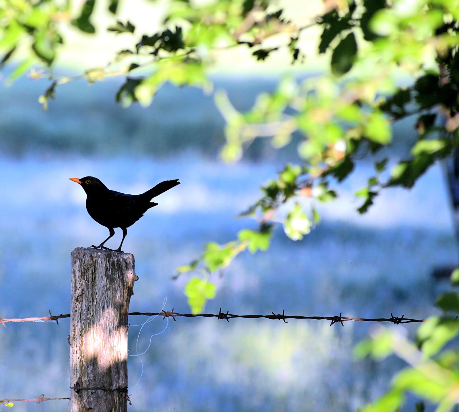 Nikon D3200 sample photo. Blackbird, landscape, tierportait photography