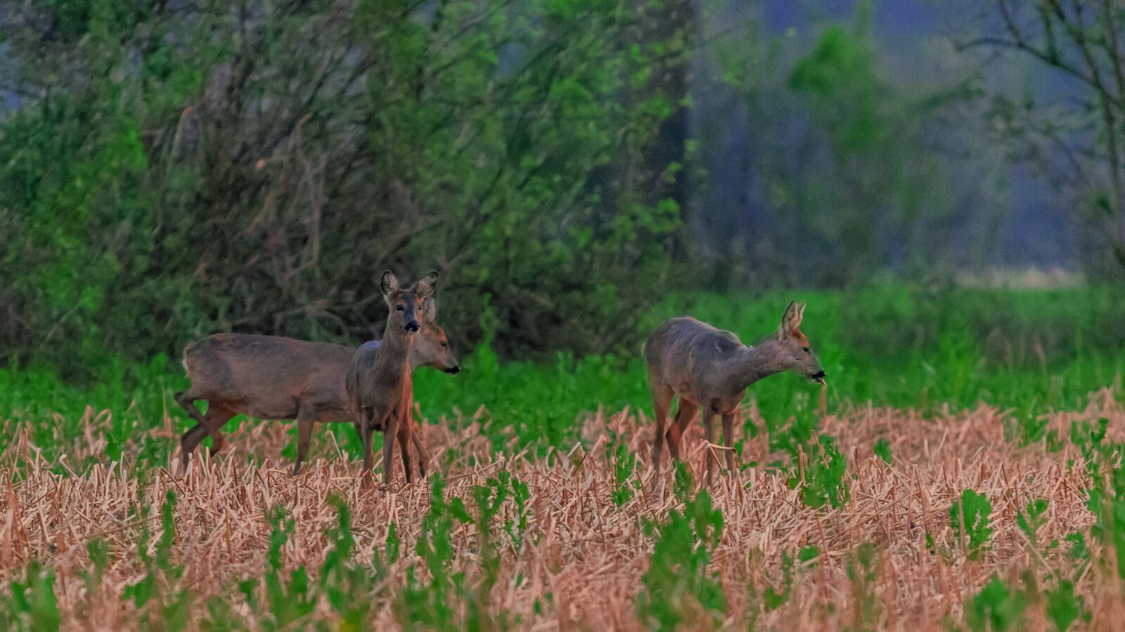 Nikon D5300 sample photo. Deer, animals, forest photography