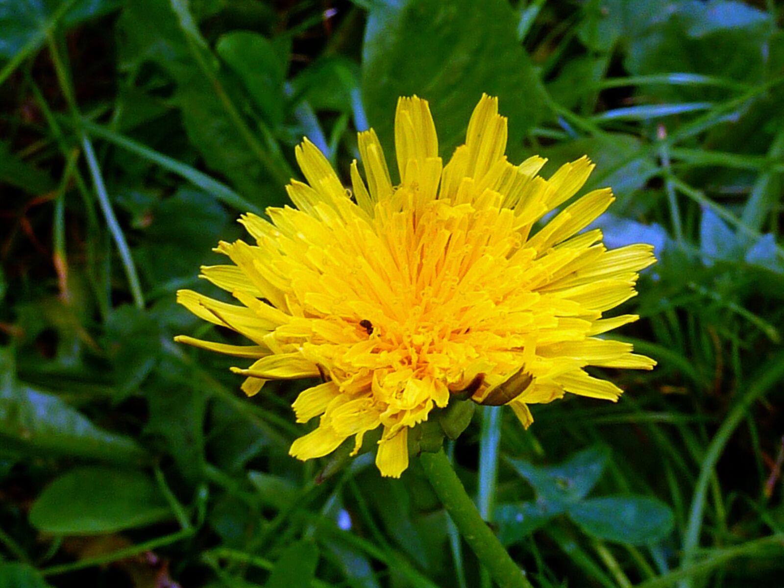 Panasonic DMC-TZ7 sample photo. Dandelion, blossom, bloom photography
