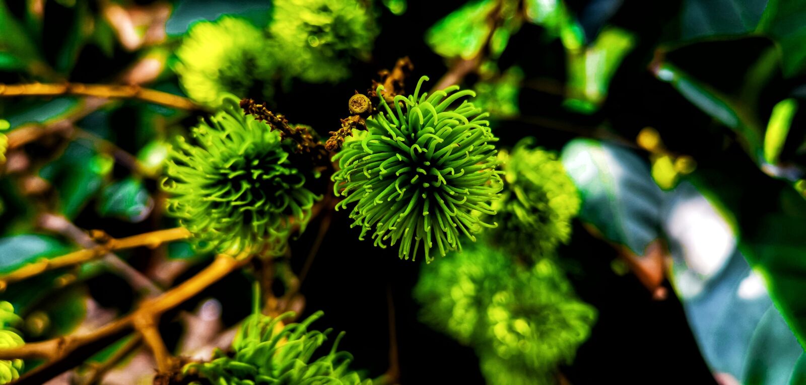 HUAWEI LYA-L29 sample photo. Tree, flower, green photography