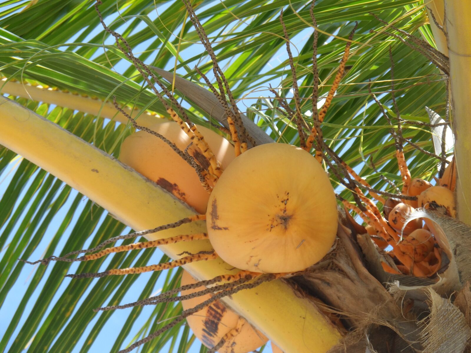 Samsung WB150 / WB150F / WB152 / WB152F / WB151 sample photo. Tropical, palm tree, palm photography