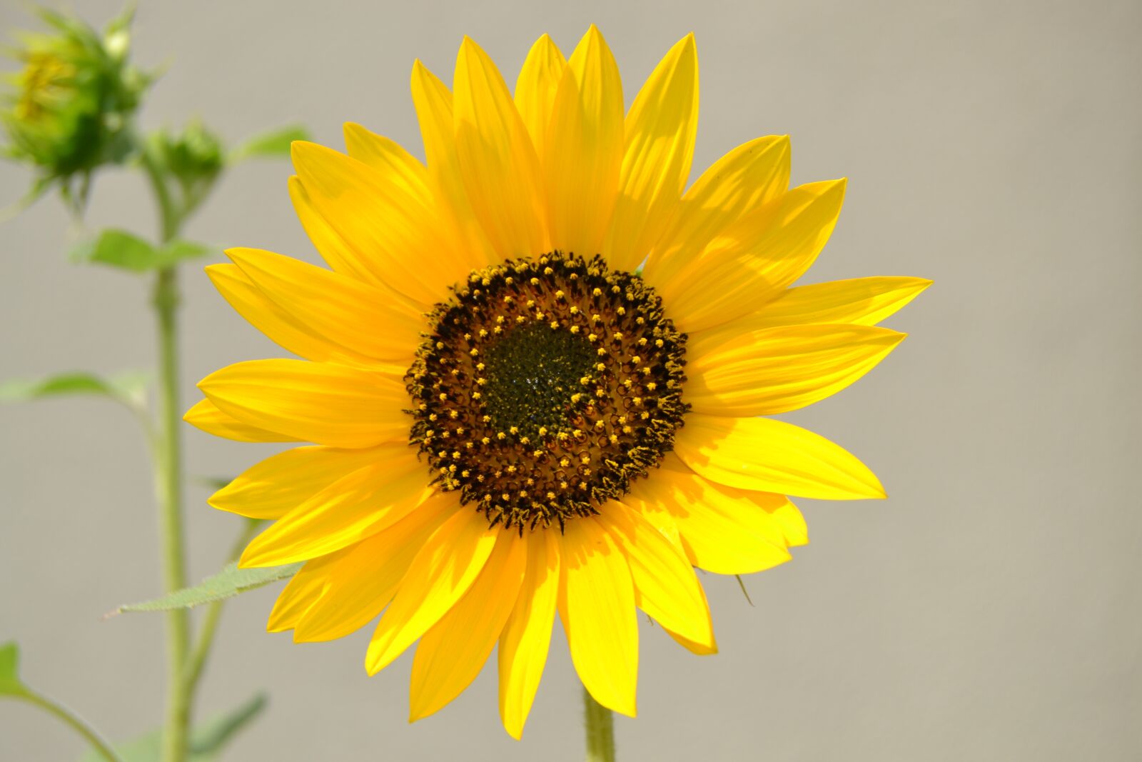 Nikon D3100 sample photo. Sunflower, nature, flower photography
