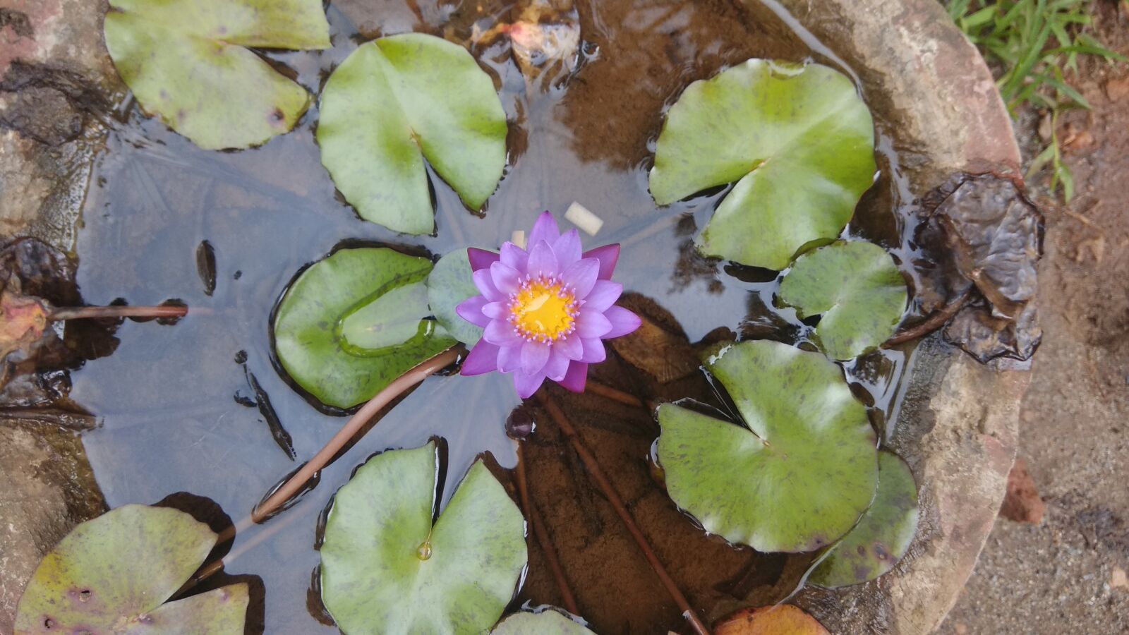 Xiaomi Redmi Note 4 sample photo. Lotus, flower, lotus flower photography