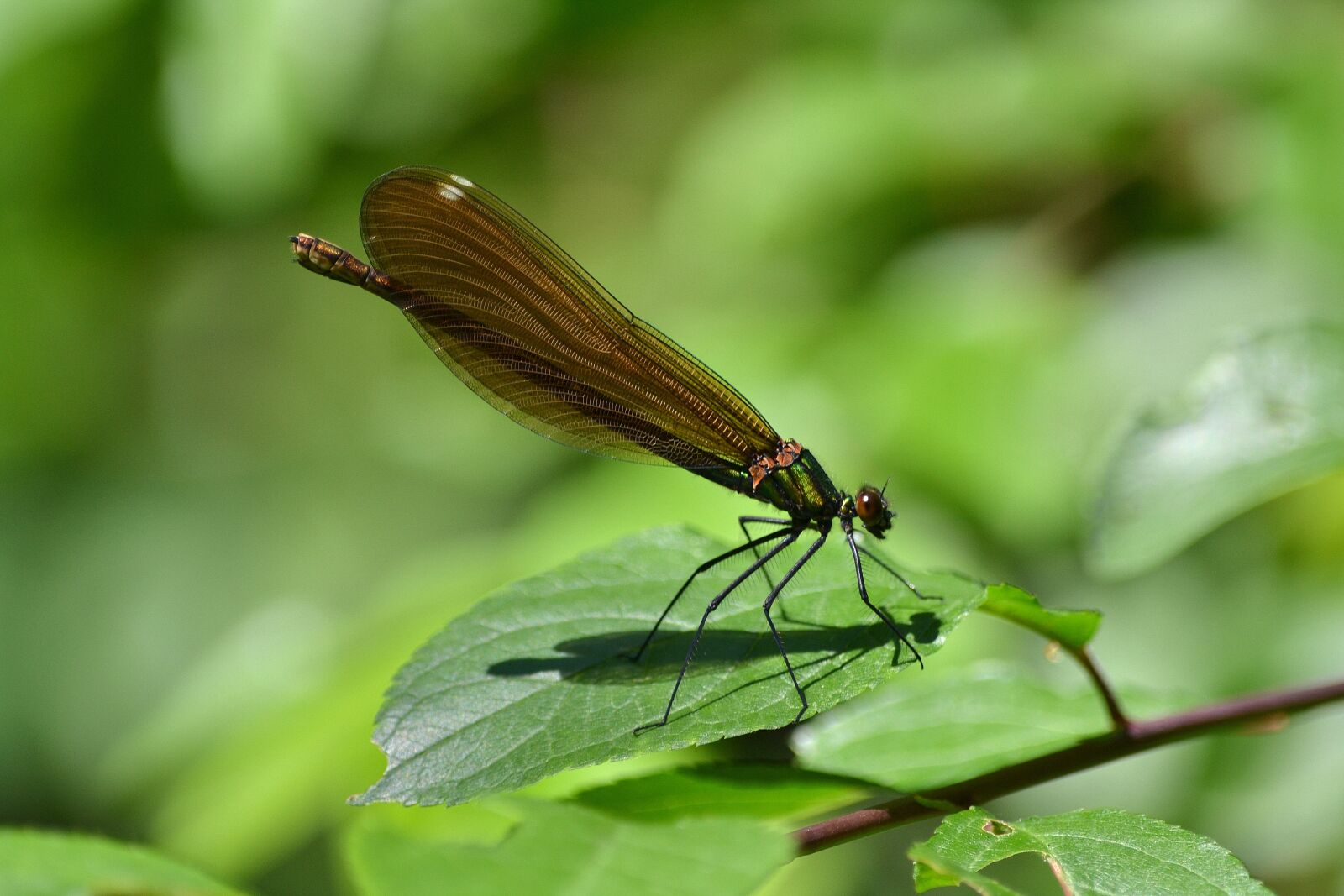 Nikon D3100 sample photo. Dragonfly, brown, green photography