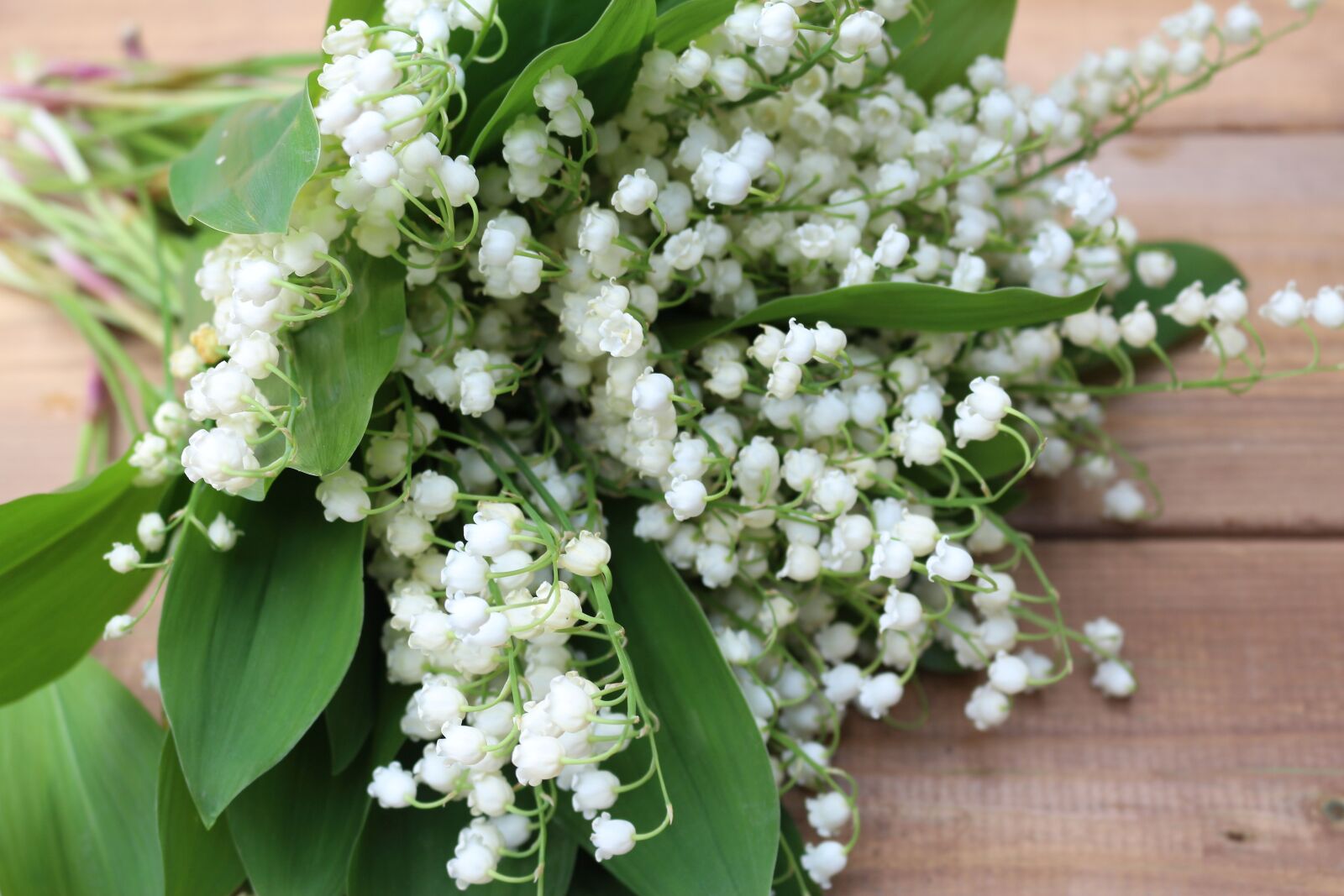 Canon EOS 700D (EOS Rebel T5i / EOS Kiss X7i) sample photo. Flowers, konwalie, white lilies photography
