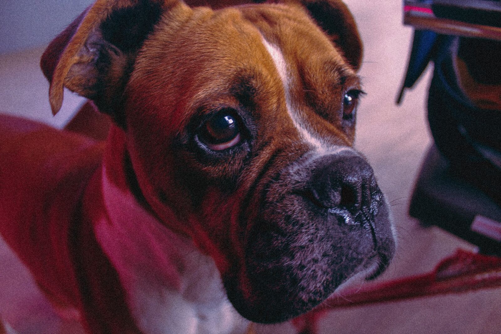 Canon EOS 1100D (EOS Rebel T3 / EOS Kiss X50) sample photo. Boxer, dog, animal photography