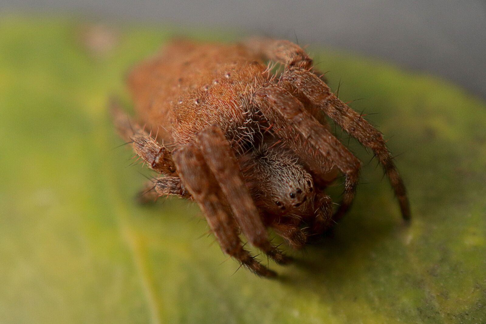 Canon EOS M50 (EOS Kiss M) sample photo. Arachnid, spider, nature photography