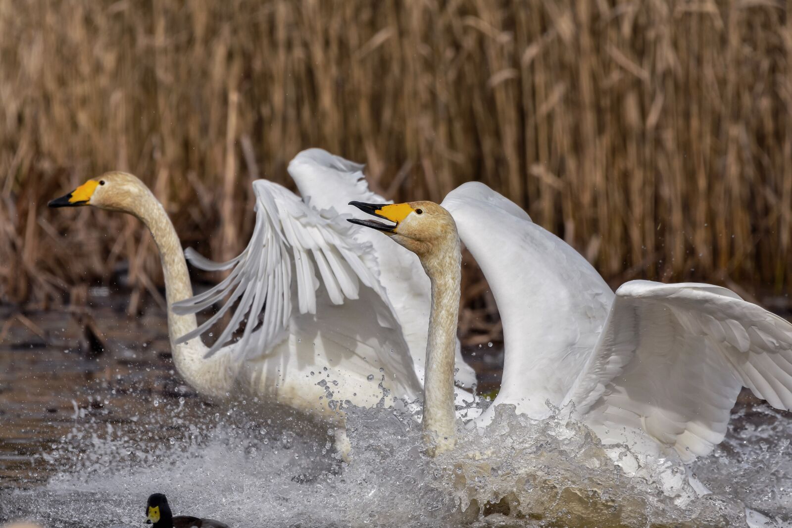 Nikon D7200 sample photo. Animal, pond, water photography