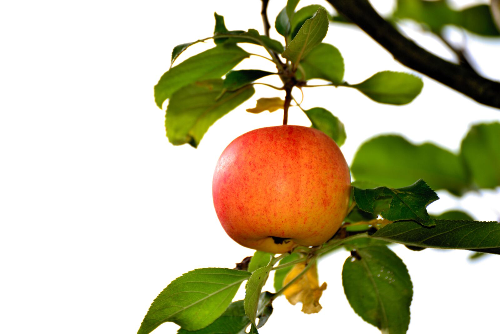 Nikon D610 sample photo. Apple, apple tree, goldparm photography