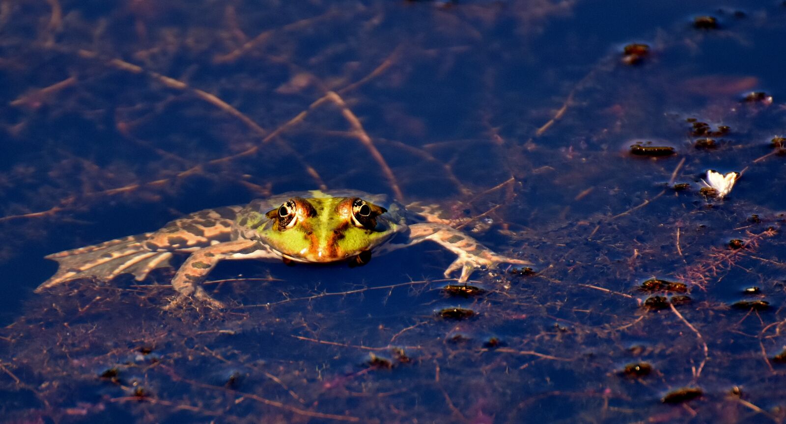 Nikon D7200 sample photo. Frog, pond, animal photography