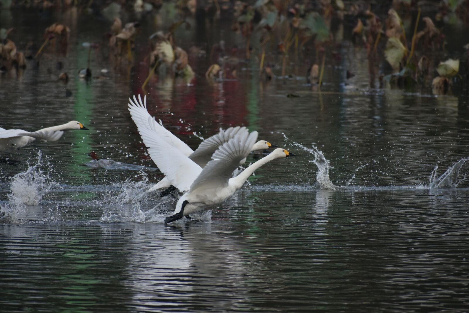 Nikon D7200 sample photo. Animal, lake, waterside photography