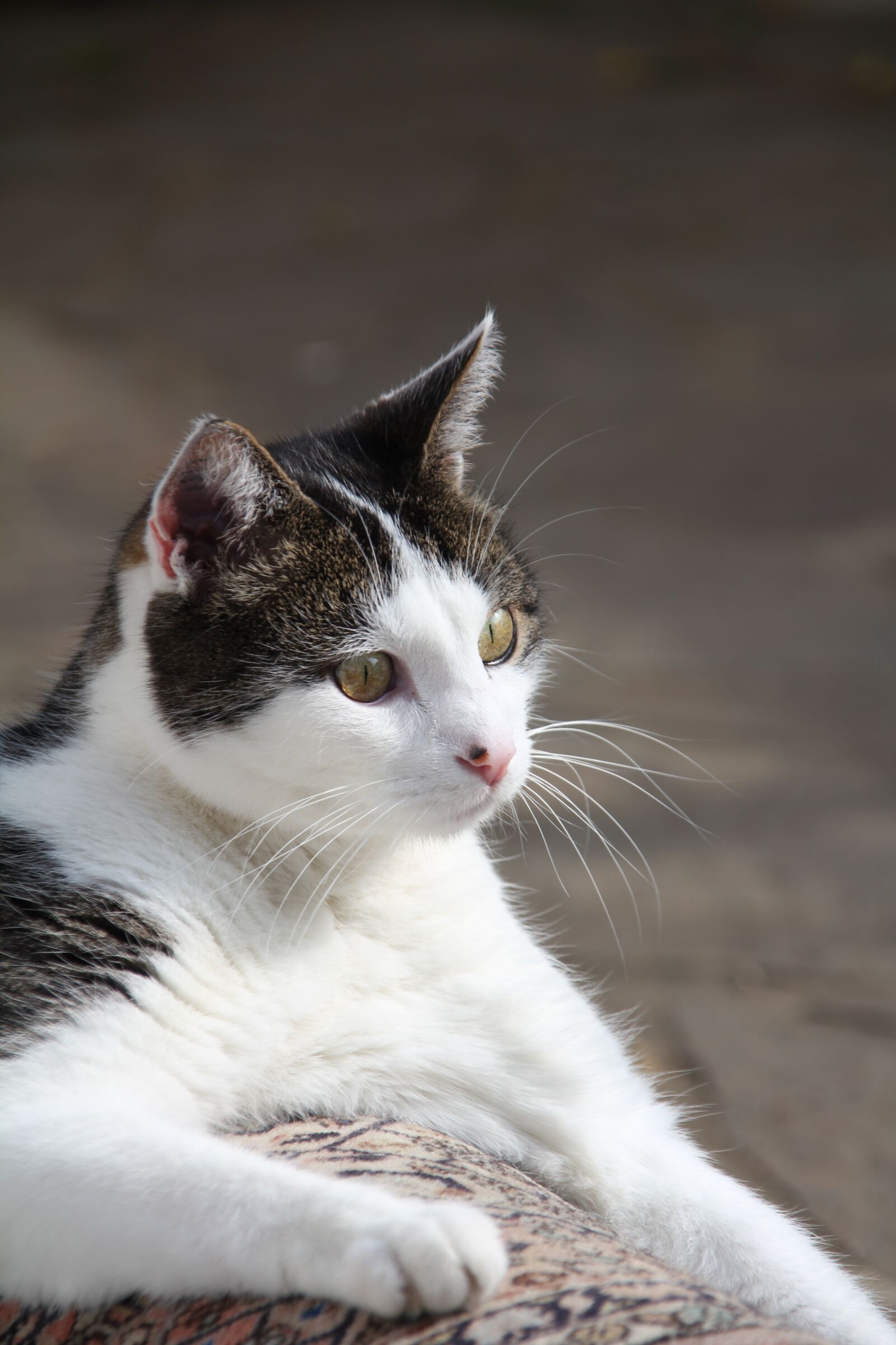 Canon EOS 550D (EOS Rebel T2i / EOS Kiss X4) sample photo. Cat, pet, mackerel photography
