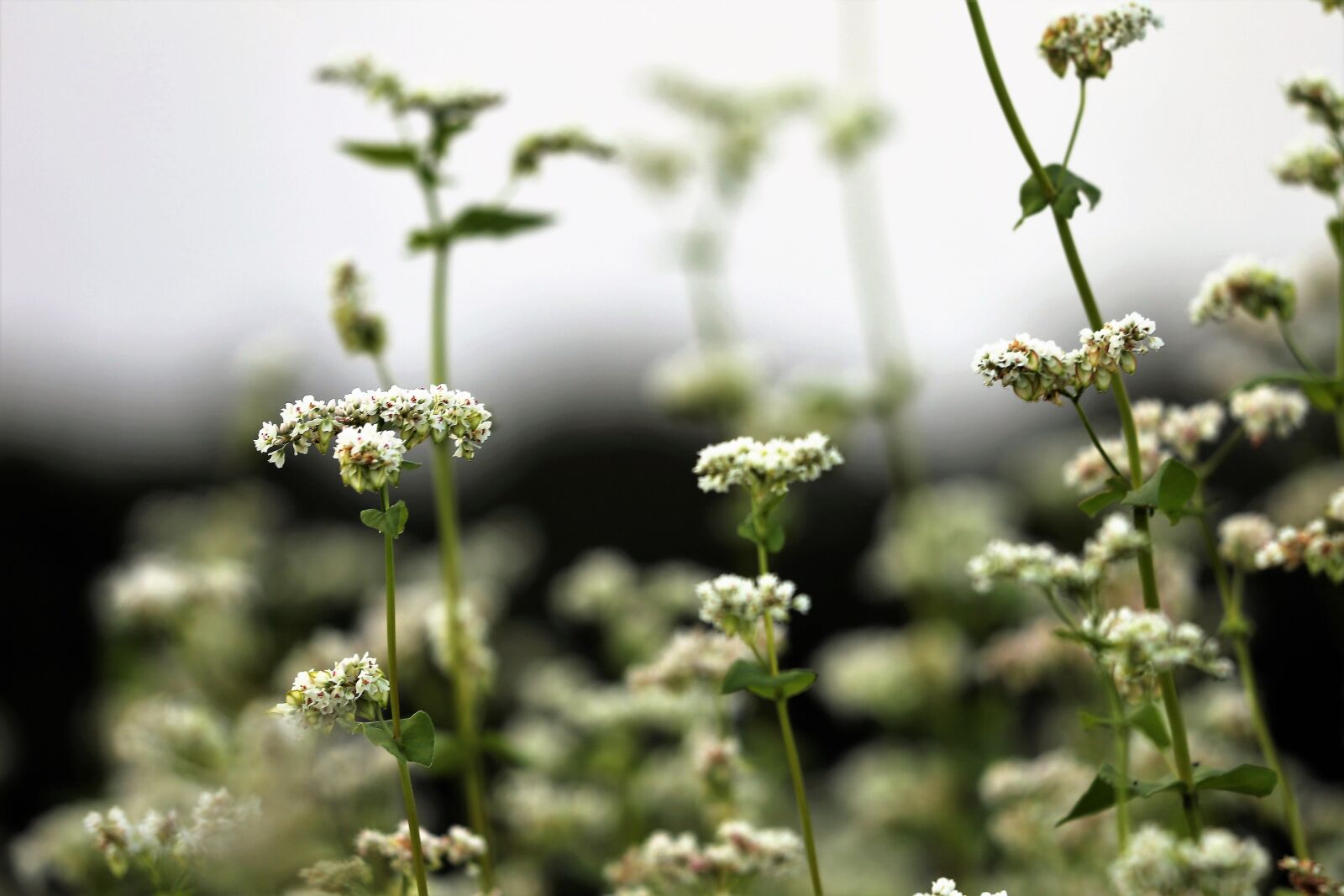 Canon EF 70-300 F4-5.6 IS II USM sample photo. Buckwheat, fagopyrum esculentum, white photography