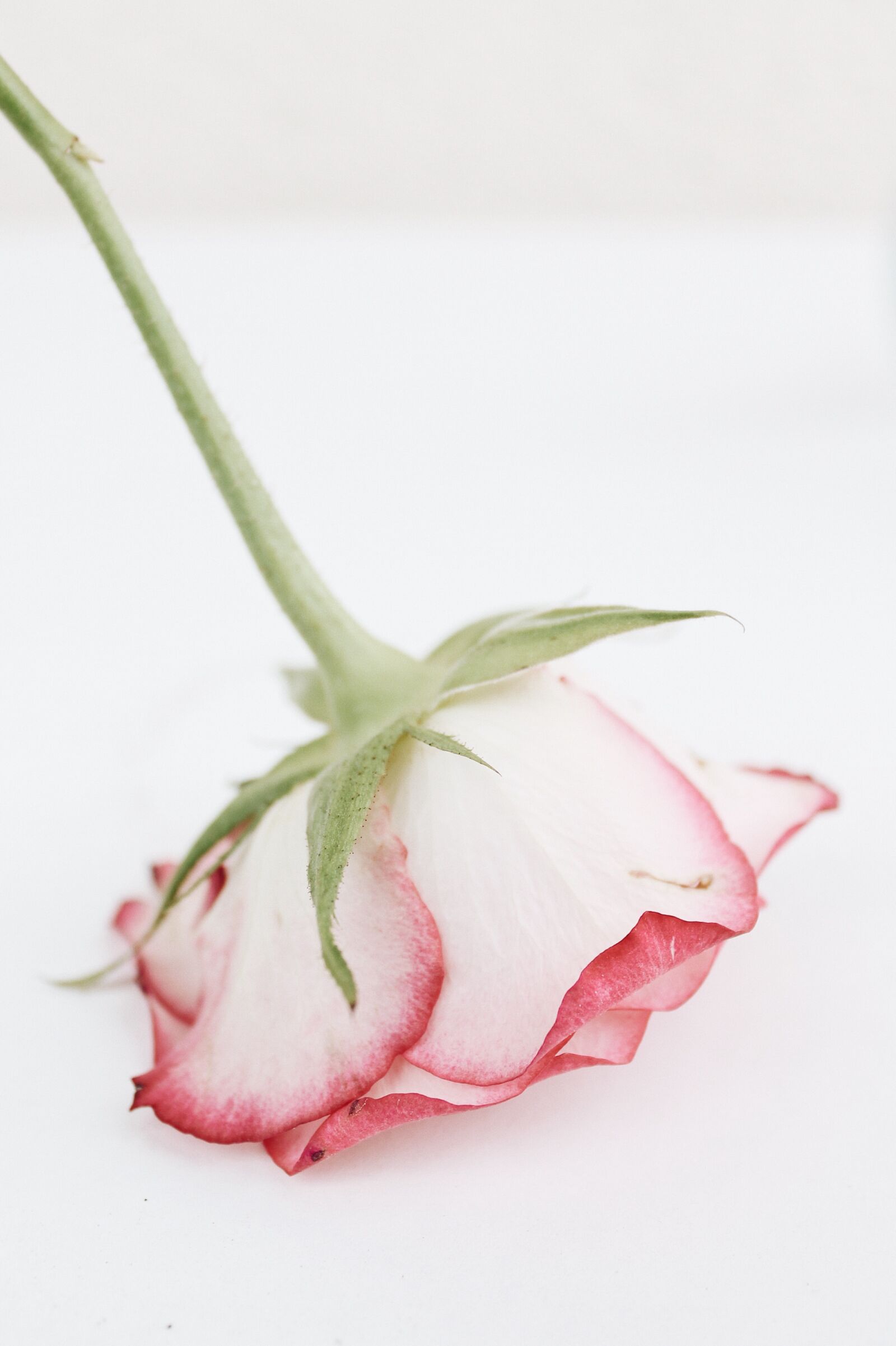 Canon EOS 1100D (EOS Rebel T3 / EOS Kiss X50) sample photo. Rose, summer, pink photography