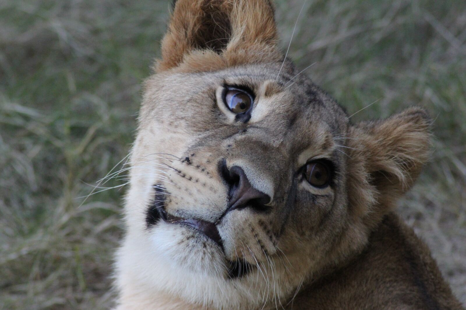Canon EOS 550D (EOS Rebel T2i / EOS Kiss X4) sample photo. Lion, lioness, wild photography