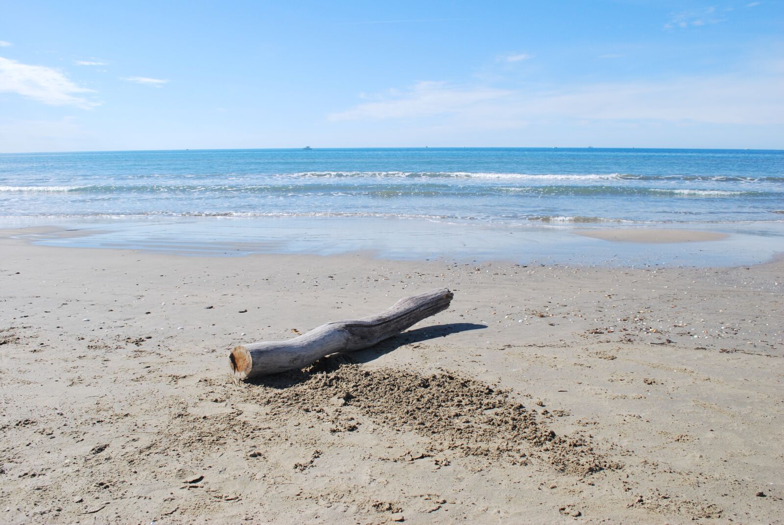 Nikon D60 sample photo. Beach, driftwood, deadwood photography