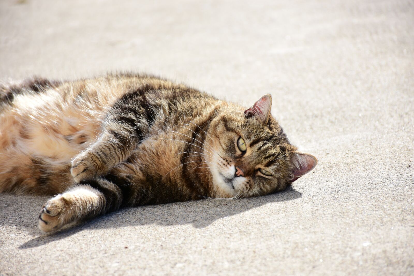 Nikon D7200 sample photo. Cat, feline, animals photography