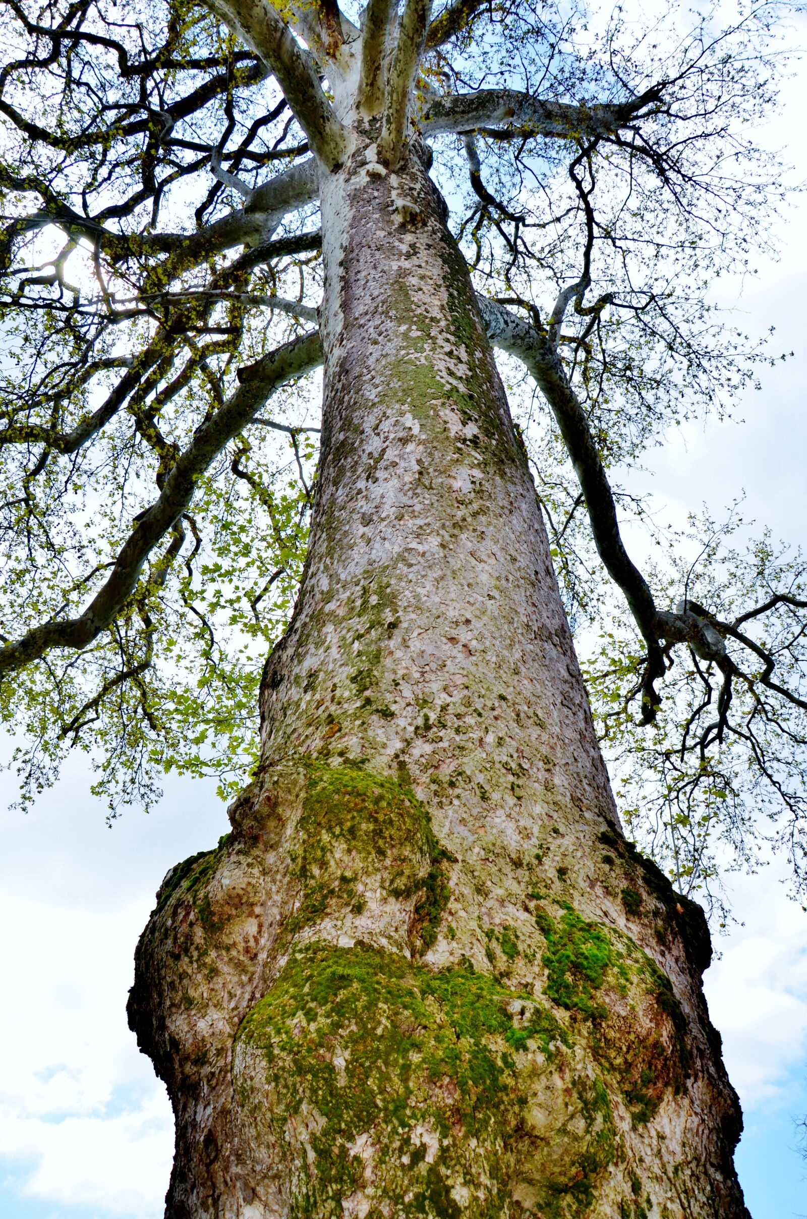 Nikon D7000 sample photo. Tree, landscape, nature photography