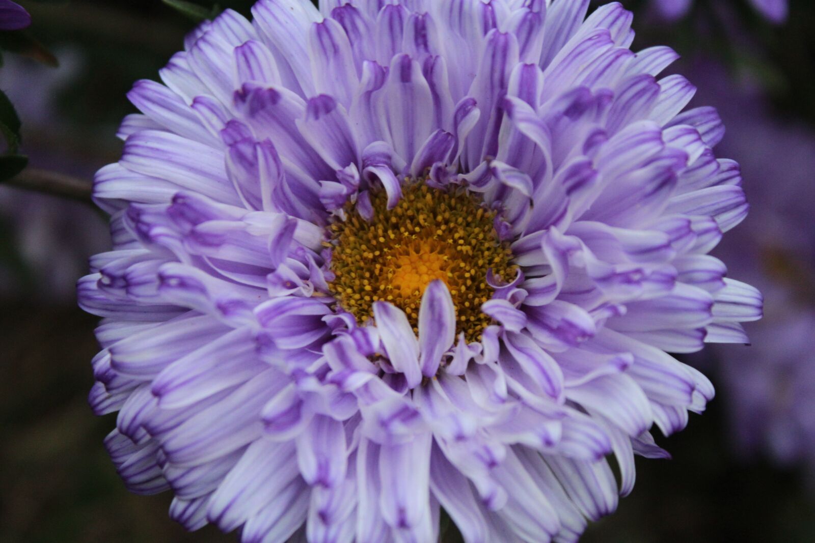Canon EOS 500D (EOS Rebel T1i / EOS Kiss X3) sample photo. Flowers, purple, asters photography
