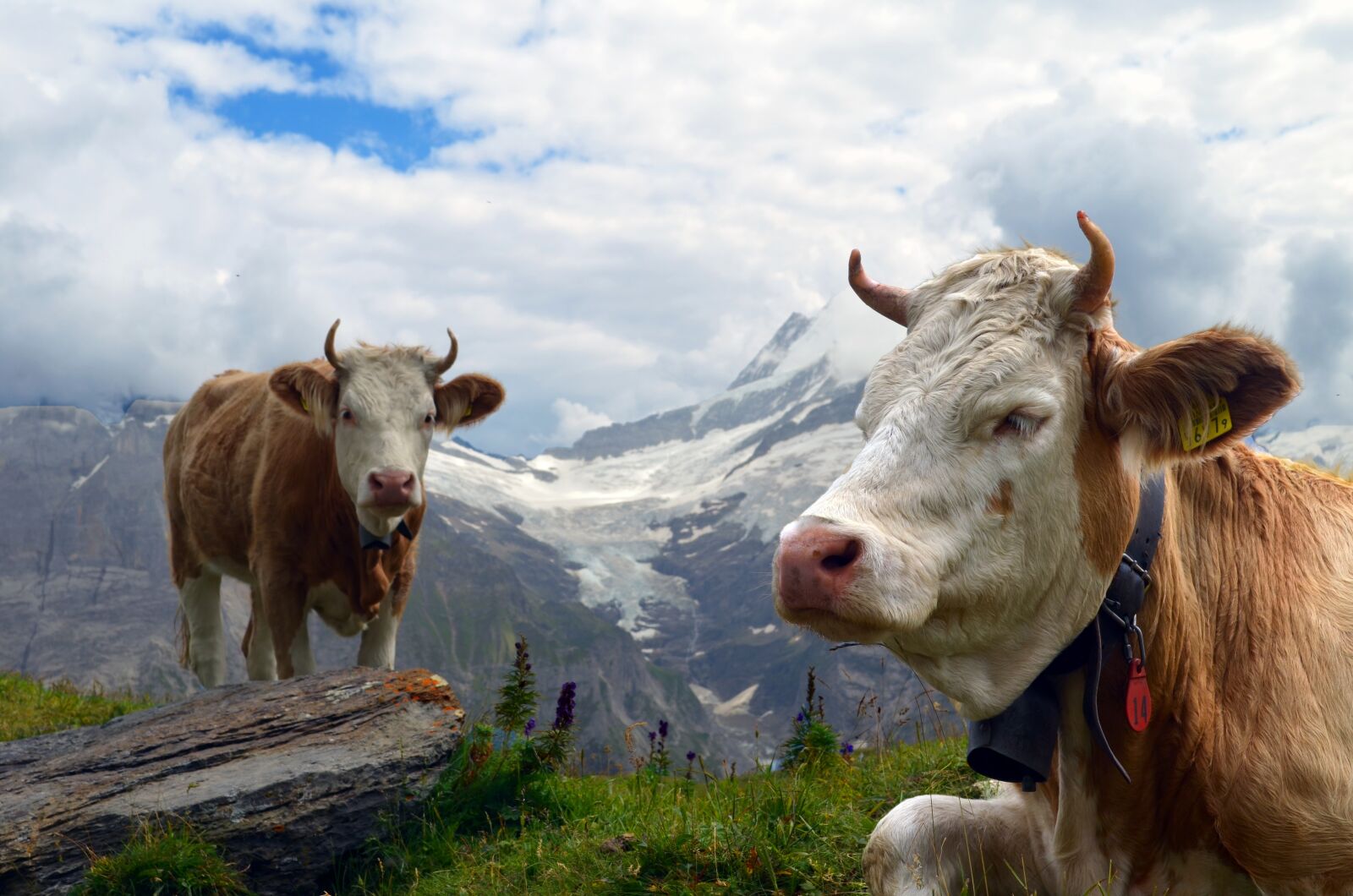 Nikon D5100 sample photo. Cow, alpine, glacier photography