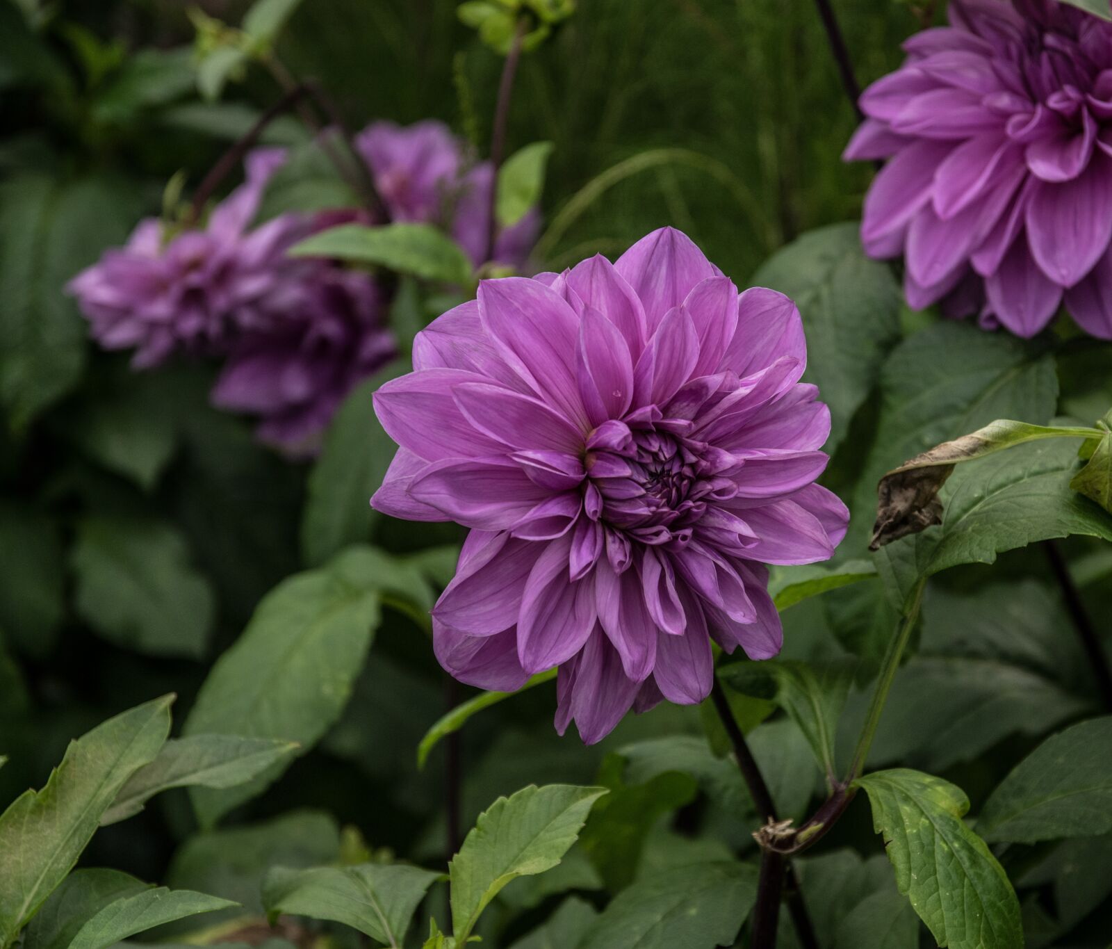 Pentax K-3 sample photo. Flower, dahlia, blossom photography