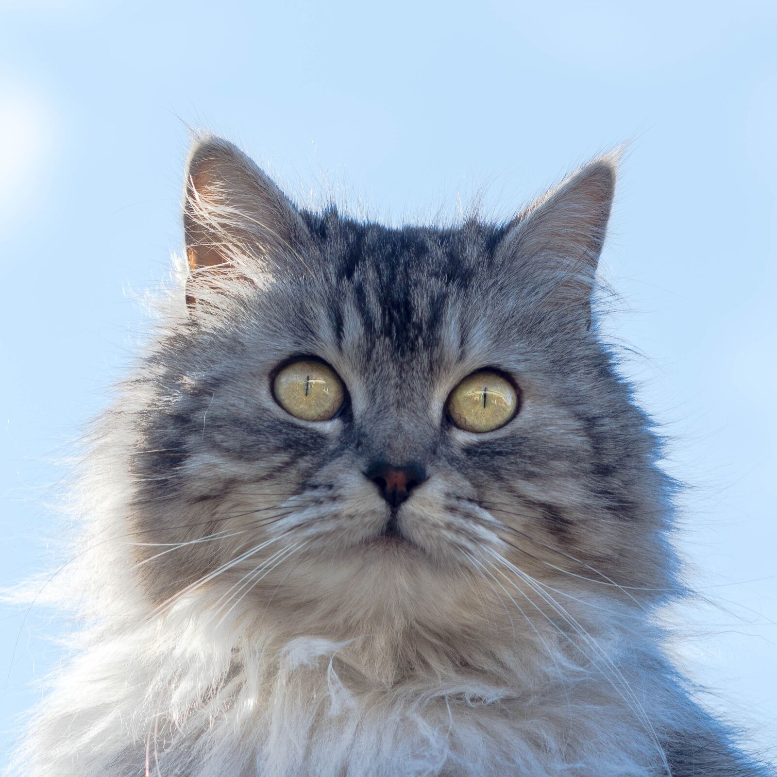 Nikon D7200 sample photo. Cat, mammal, cute photography