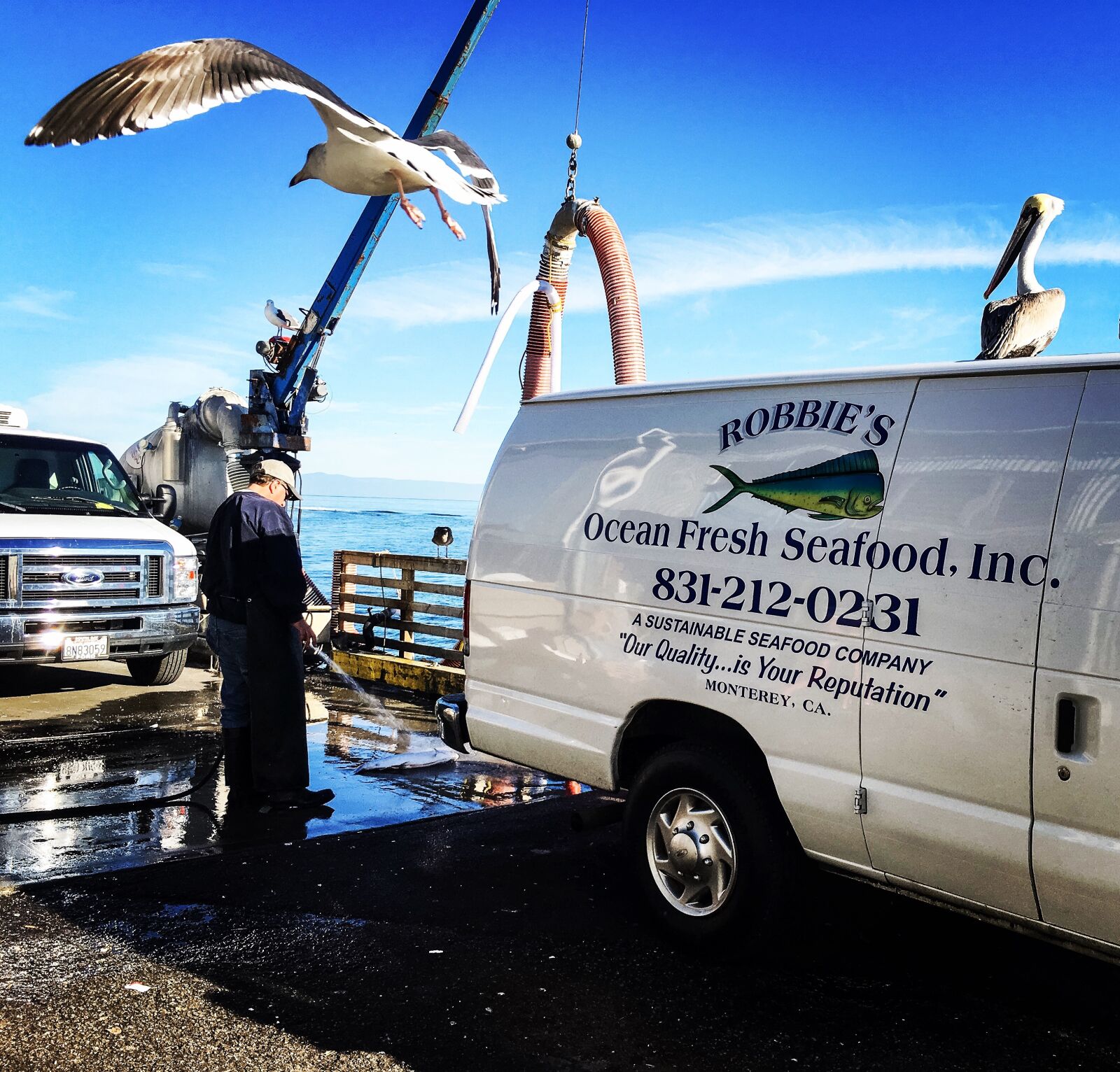 iPhone 6s back camera 4.15mm f/2.2 sample photo. Seafood, seagull, wharf photography