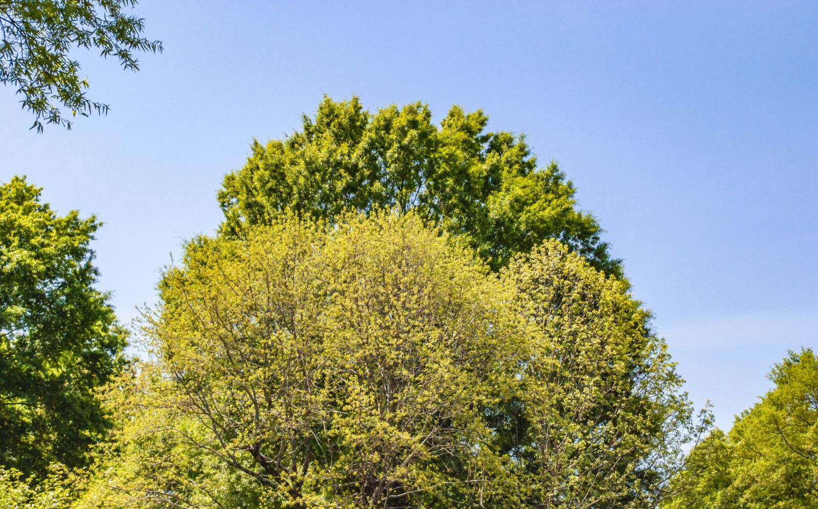 Nikon D60 sample photo. Trees, sky, summer photography