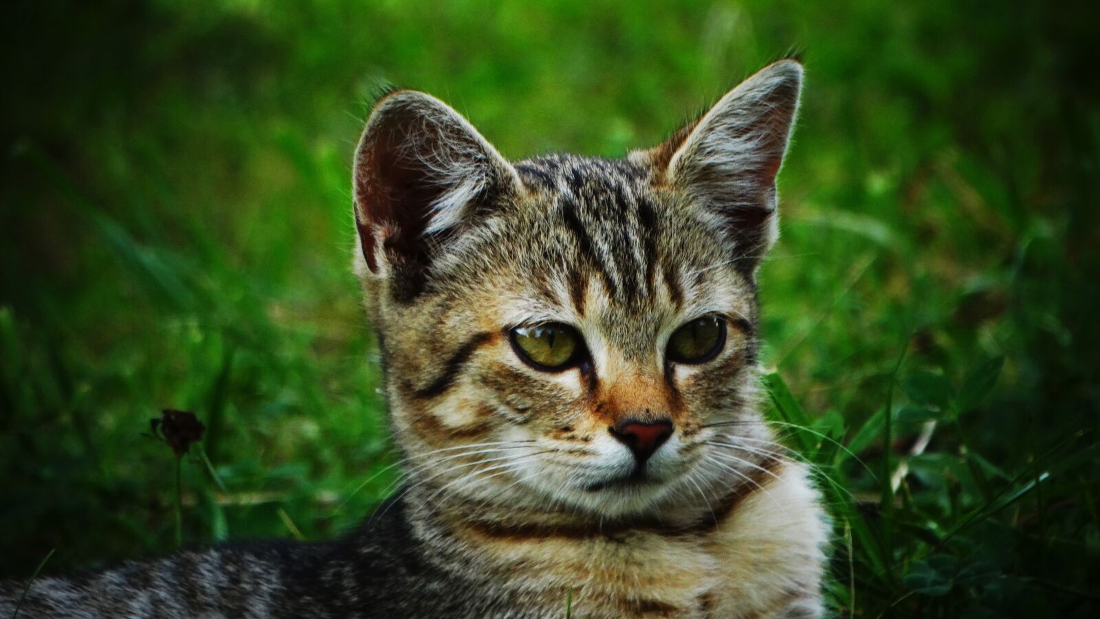 Sony Cyber-shot DSC-HX300 sample photo. Cat, kitten, pet photography