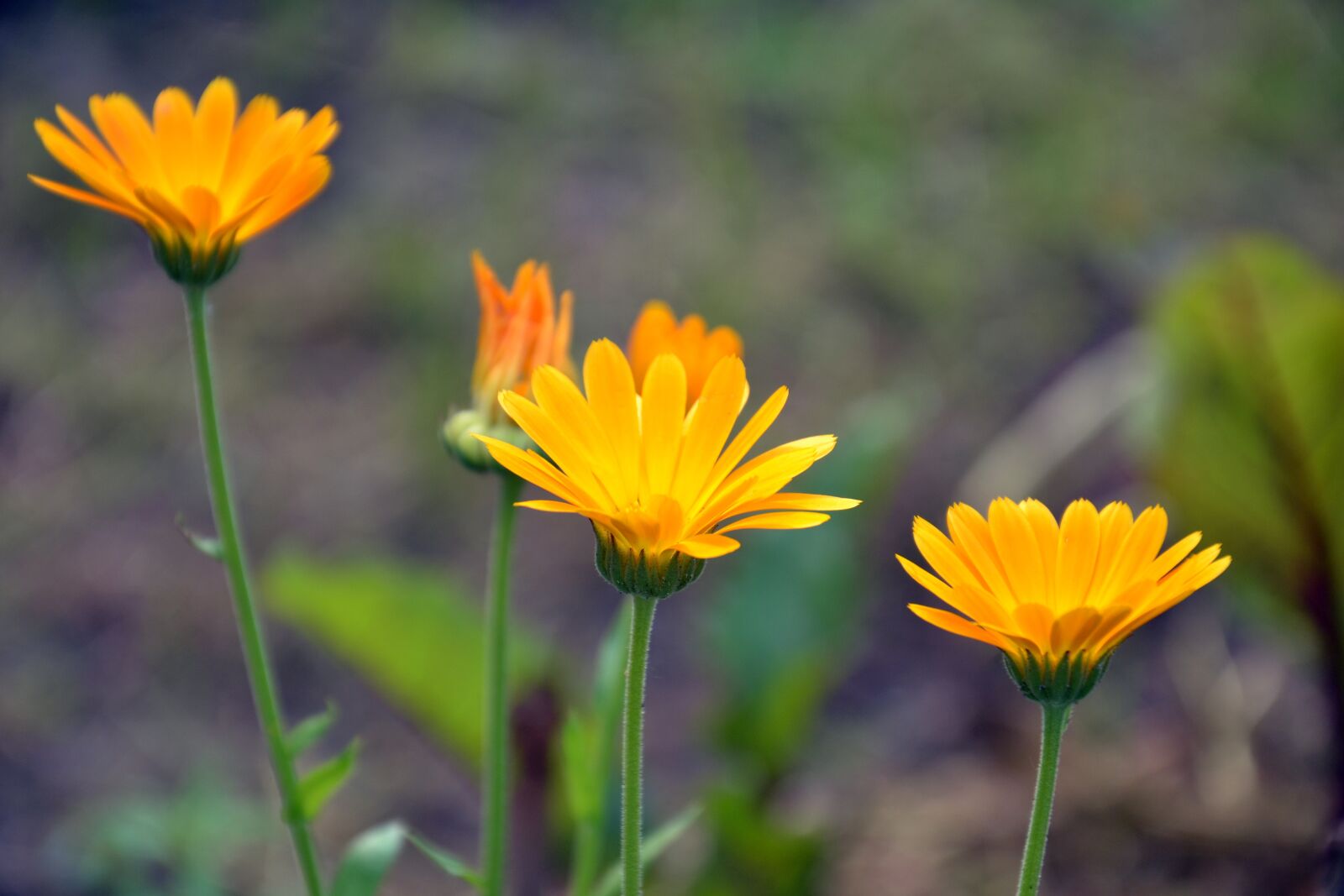 Nikon D3100 sample photo. Calendula, calendula officinalis, flower photography