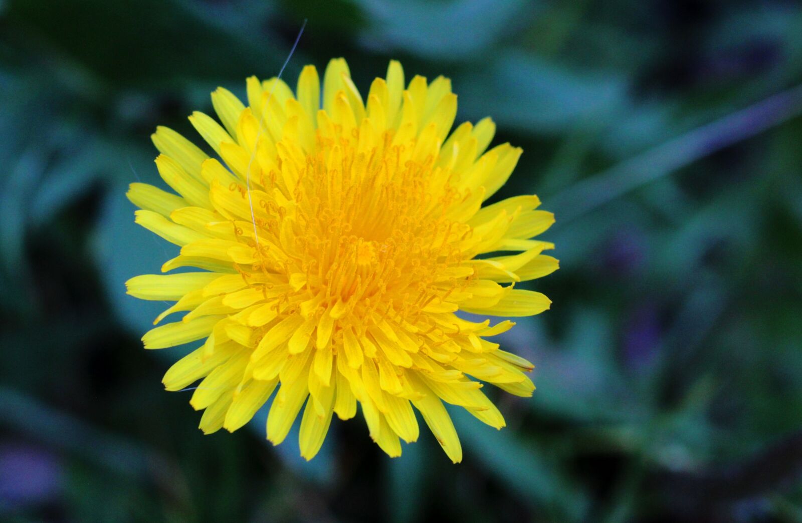 Canon EOS 600D (Rebel EOS T3i / EOS Kiss X5) + Canon EF 50mm F1.8 STM sample photo. Dandelion, yellow, nature photography