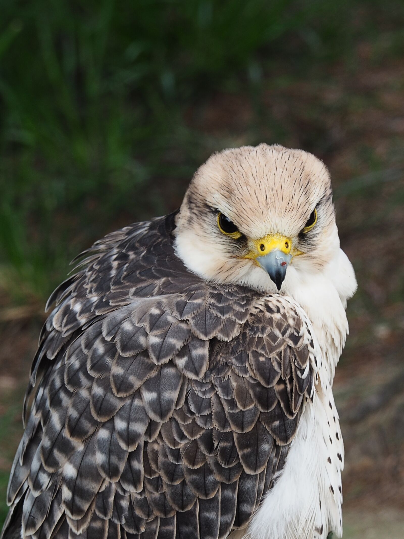 Olympus OM-D E-M5 II sample photo. Predator, bird, feather photography