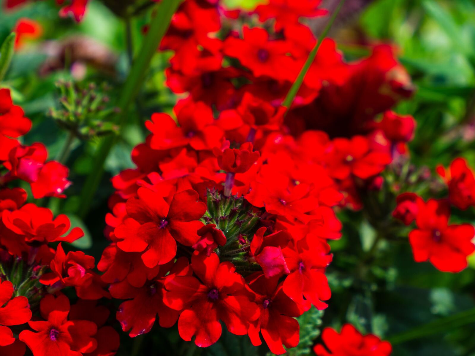 Olympus M.Zuiko Digital ED 12-200mm F3.5-6.3 sample photo. Red, plant, flower photography