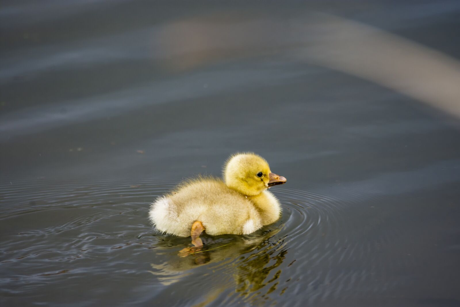 Nikon D7200 sample photo. Bird, duck, little photography