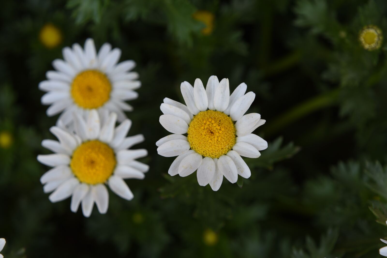 Nikon D7200 sample photo. White crystal daisy, nanluoguxiang photography