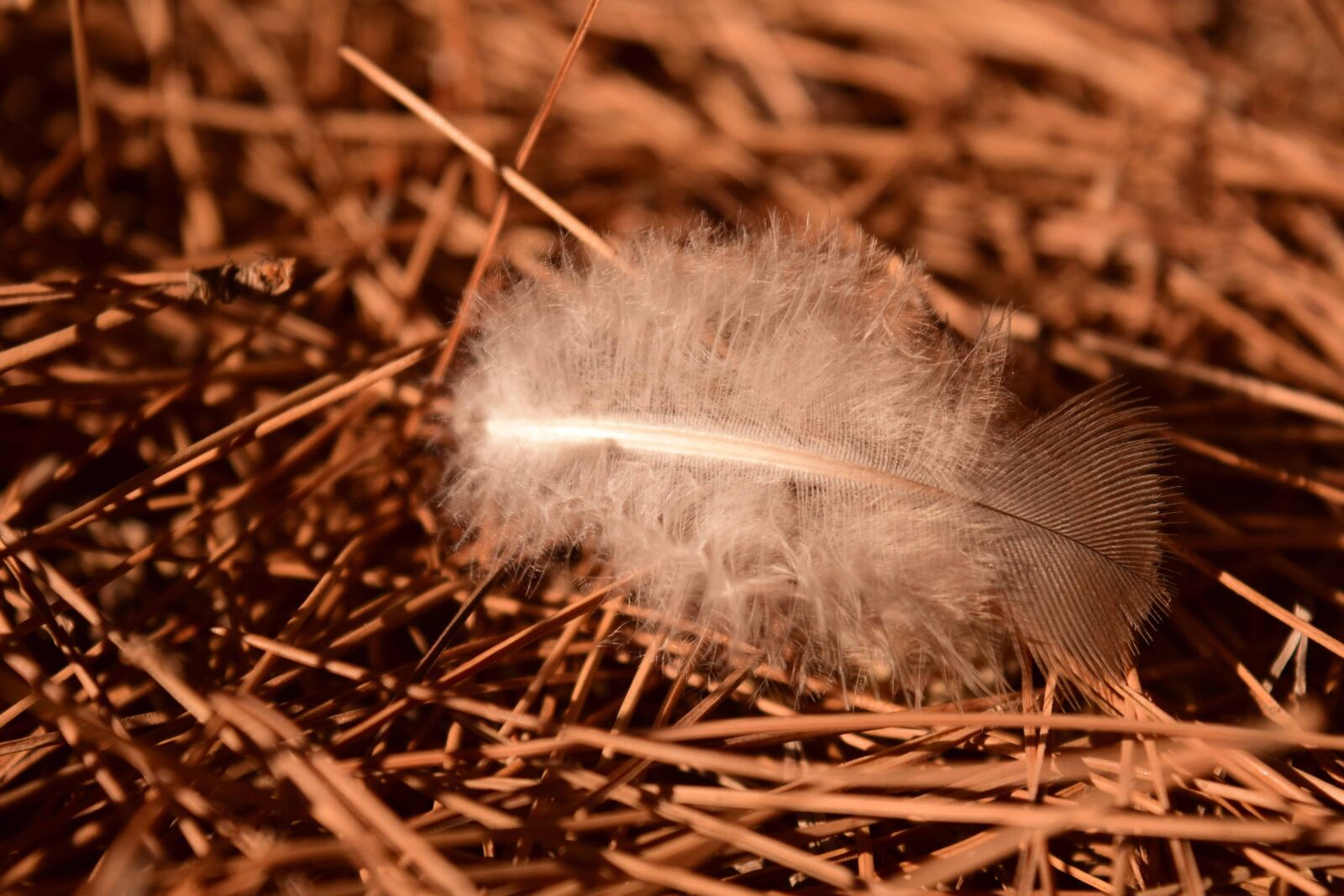Nikon D3300 sample photo. Feather, nest, dry, grass photography